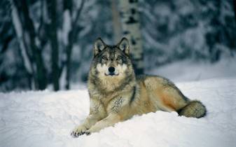 Wolf Photo free download image