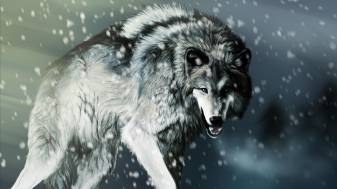 4k hd Alpha Wolf Background