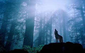 Forest Wolf Picture free for Desktop Download