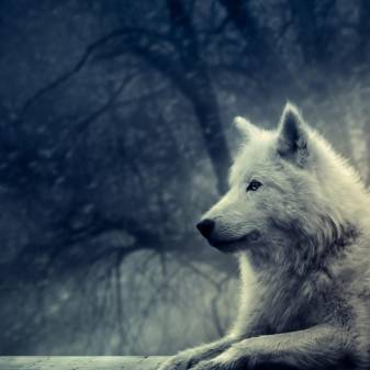 Wolf Backgrounds full hd free