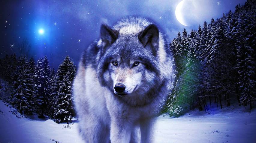 Best free 4k Wolf Background high res