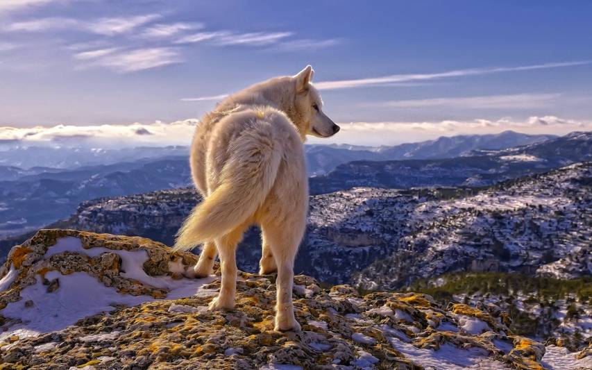 Animal, Nature, Mountain, Wolf Background for Pc