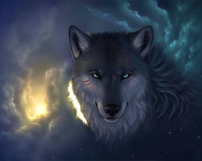 Beautiful Wolf Wallpaper (80+ images)-cheohanoi.vn