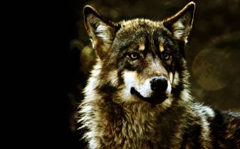 Download Wolf Wallpaper high quality