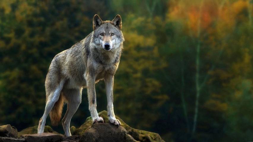 Wolf Wallpaper Full of Natural Beauty