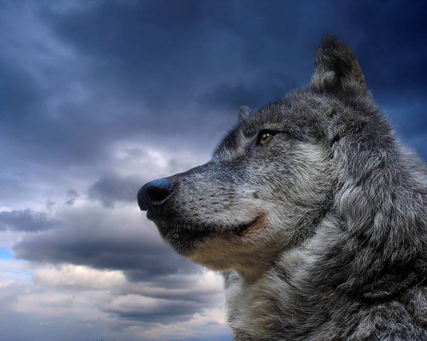 Beauty of Nature with Wolf Wallpaper