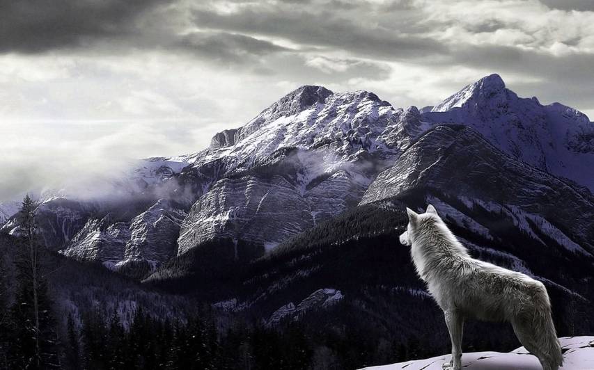 The Most Beautiful Wolf Wallpaper free