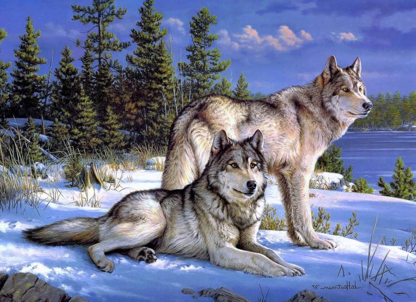 Wolf Wallpaper, Charismatic Representative of Wildlife