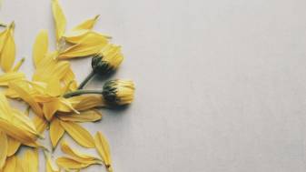 Yellow Aesthetic Floral free Wallpapers