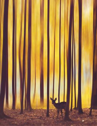 Forest, fire, Yellow Aesthetic Wallpapers