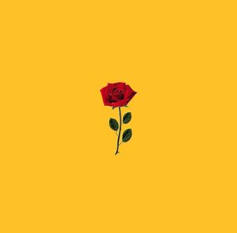 Yellow Aesthetic Rose image Wallpapers